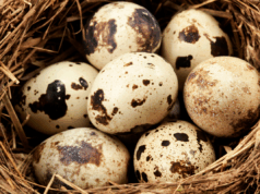 Bıldırcın Yumurtası