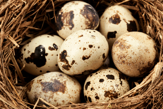 Bıldırcın Yumurtası